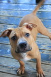 Po Litter Santino - ADOPTED 10.16.15