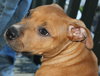 Po Litter Santino - ADOPTED 10.16.15