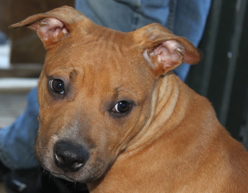 Po Litter Santino - ADOPTED 10.16.15