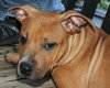 Po Litter Santino - ADOPTED 10.16.15