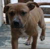Po Litter Santino - ADOPTED 10.16.15