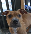 Po Litter Santino - ADOPTED 10.16.15