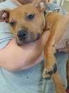 Po Litter Santino - ADOPTED 10.16.15