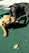 Po Litter Santino - ADOPTED 10.16.15