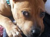 Po Litter Santino - ADOPTED 10.16.15