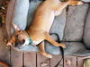 Po Litter Santino - ADOPTED 10.16.15