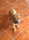 Po Litter Fredo - ADOPTED 10.17.15