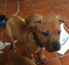 Po Litter Fredo - ADOPTED 10.17.15