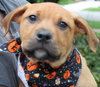 Po Litter Fredo - ADOPTED 10.17.15