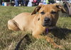 Po Litter Fredo - ADOPTED 10.17.15