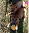 Po Litter Fredo - ADOPTED 10.17.15