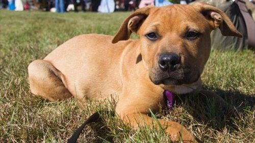 Po Litter Fredo - ADOPTED 10.17.15