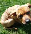 Po Litter Fredo - ADOPTED 10.17.15