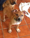 Po Litter Michael - ADOPTED 10.25.15