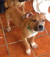 Po Litter Michael - ADOPTED 10.25.15