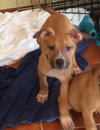 Po Litter Michael - ADOPTED 10.25.15