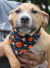 Po Litter Michael - ADOPTED 10.25.15