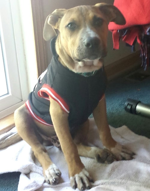 Po Litter Michael - ADOPTED 10.25.15