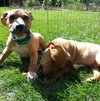 Po Litter Michael - ADOPTED 10.25.15