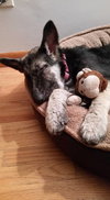 Tesla - ADOPTED 11.08.15