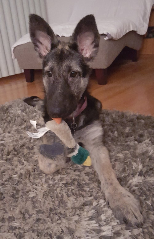 Tesla - ADOPTED 11.08.15