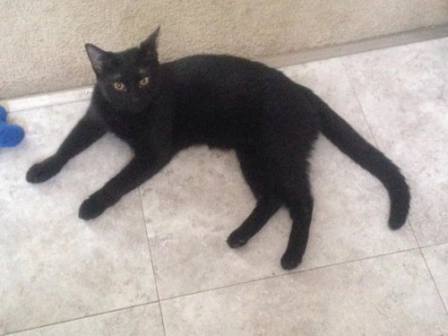 Mystere - ADOPTED 10.04.15