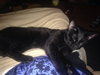 Mystere - ADOPTED 10.04.15