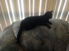 Mystere - ADOPTED 10.04.15