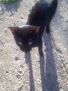 Mystere - ADOPTED 10.04.15