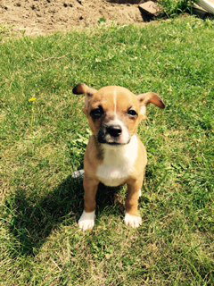 Rene - ADOPTED 09.11.15