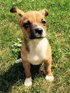 Rene - ADOPTED 09.11.15