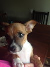 Rene - ADOPTED 09.11.15