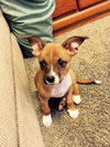 Rene - ADOPTED 09.11.15