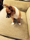Rene - ADOPTED 09.11.15