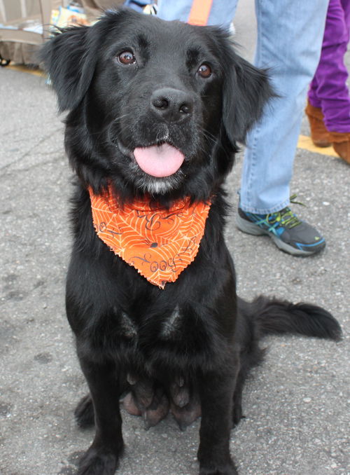 Qo Litter Notre Dame (Mom) - ADOPTED 09.20.15