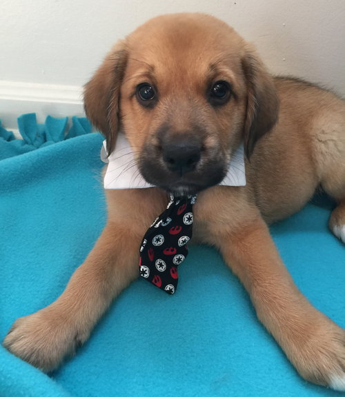Qo Litter Princeton - ADOPTED 09.12.15