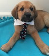 Qo Litter Princeton - ADOPTED 09.12.15
