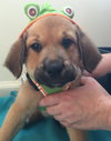Qo Litter Princeton - ADOPTED 09.12.15
