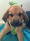 Qo Litter Princeton - ADOPTED 09.12.15
