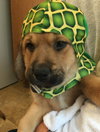 Qo Litter Princeton - ADOPTED 09.12.15