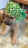 Qo Litter Princeton - ADOPTED 09.12.15