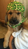 Qo Litter Princeton - ADOPTED 09.12.15