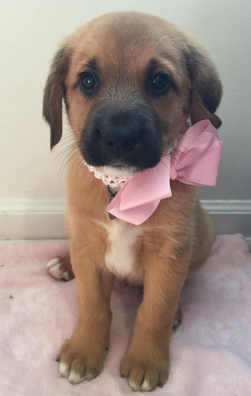 Qo Litter Yale - ADOPTED 09.12.15