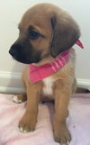 Qo Litter Yale - ADOPTED 09.12.15