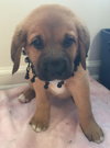 Qo Litter Yale - ADOPTED 09.12.15