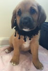 Qo Litter Yale - ADOPTED 09.12.15