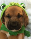 Qo Litter Yale - ADOPTED 09.12.15