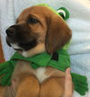 Qo Litter Yale - ADOPTED 09.12.15