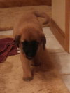 Qo Litter Adrian - ADOPTED 09.13.15