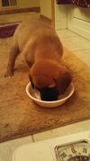 Qo Litter Adrian - ADOPTED 09.13.15